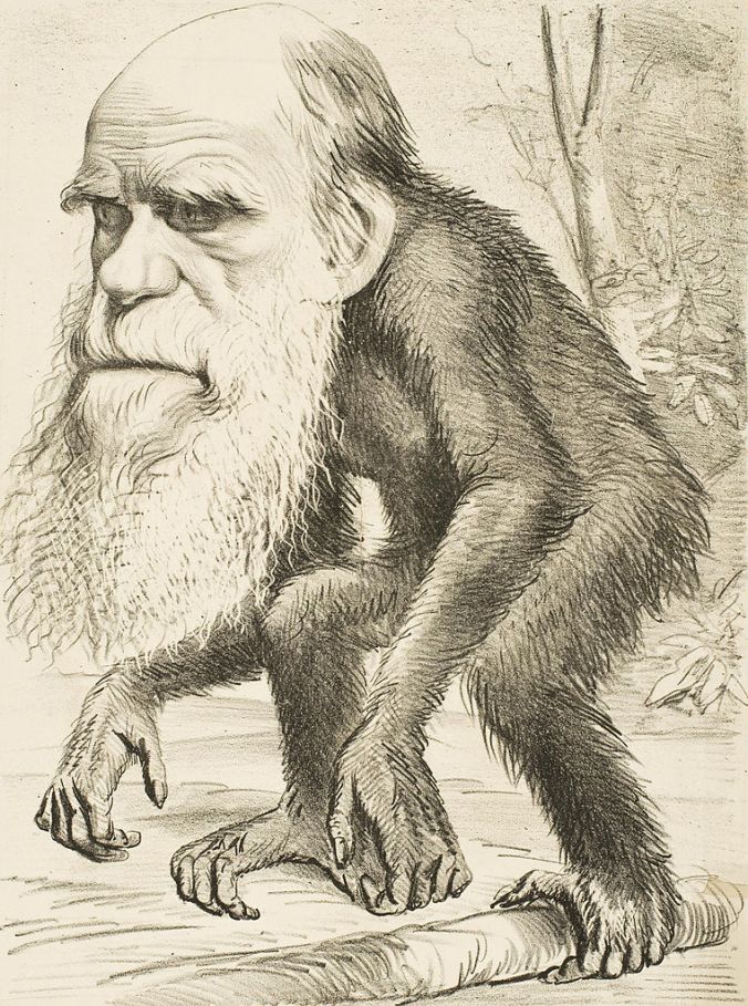 "A Venerable Orang-outang", den berømte karikaturen av Charles Darwin som ble publisert i satiremagasinet The Hornet i 1871. Foto: Wikimedia Commons